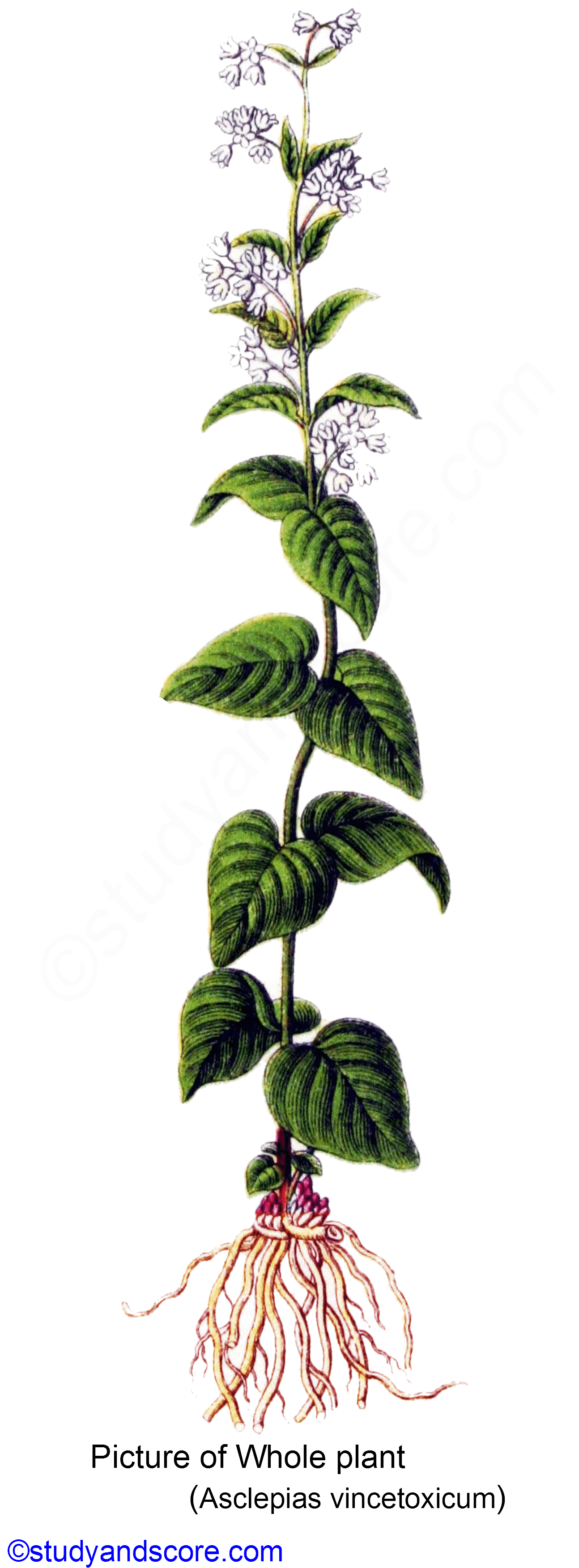 asclepiadaceae, vegetative characters, asclepias, habit, habitat, root system